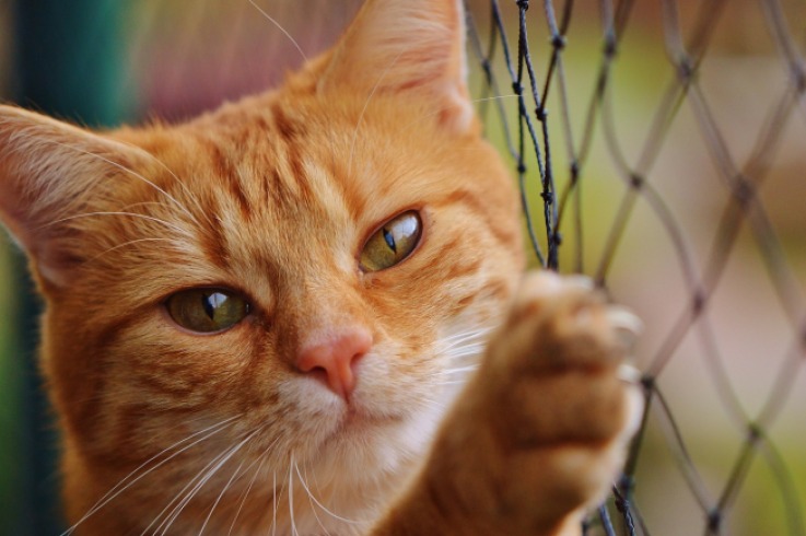 ¿Es mejor despedirse de un gato o salir en silencio?
