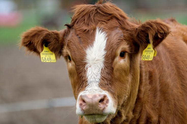 ¿Cuántos terneros puede tener una vaca en un año?