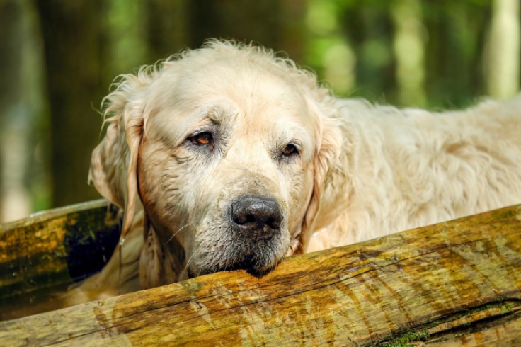 Perro mayor con demencia necesita volver a casa