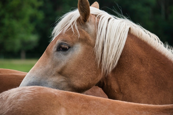 Un nuevo comienzo para Ángel: la historia del caballo rescatado en Cartagena