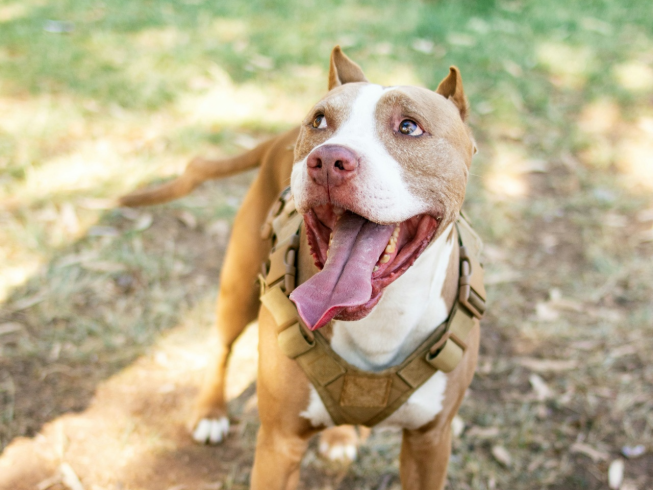 Cuidados esenciales y entrenamiento de perros pitbull