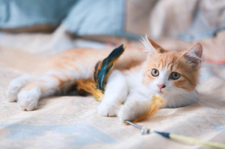 Nombres para gatos naranjas: 80 ideas originales para machos y hembras