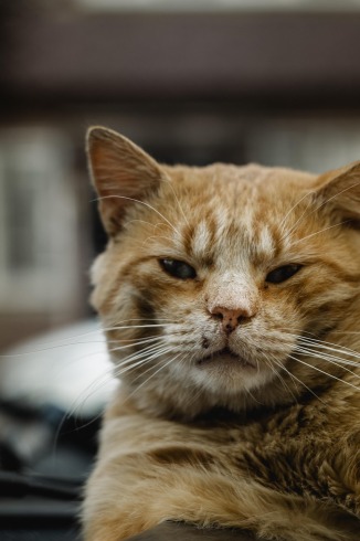 Gata callejera encuentra el vehículo que la lleva a su hogar permanente
