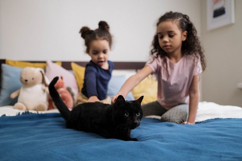 Dos niñas acariciando con cariño a un gato negro sobre una cama