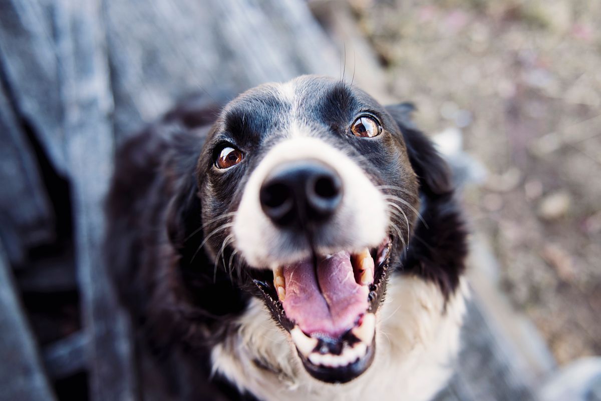 Border collie sonriendo mirando a cámara