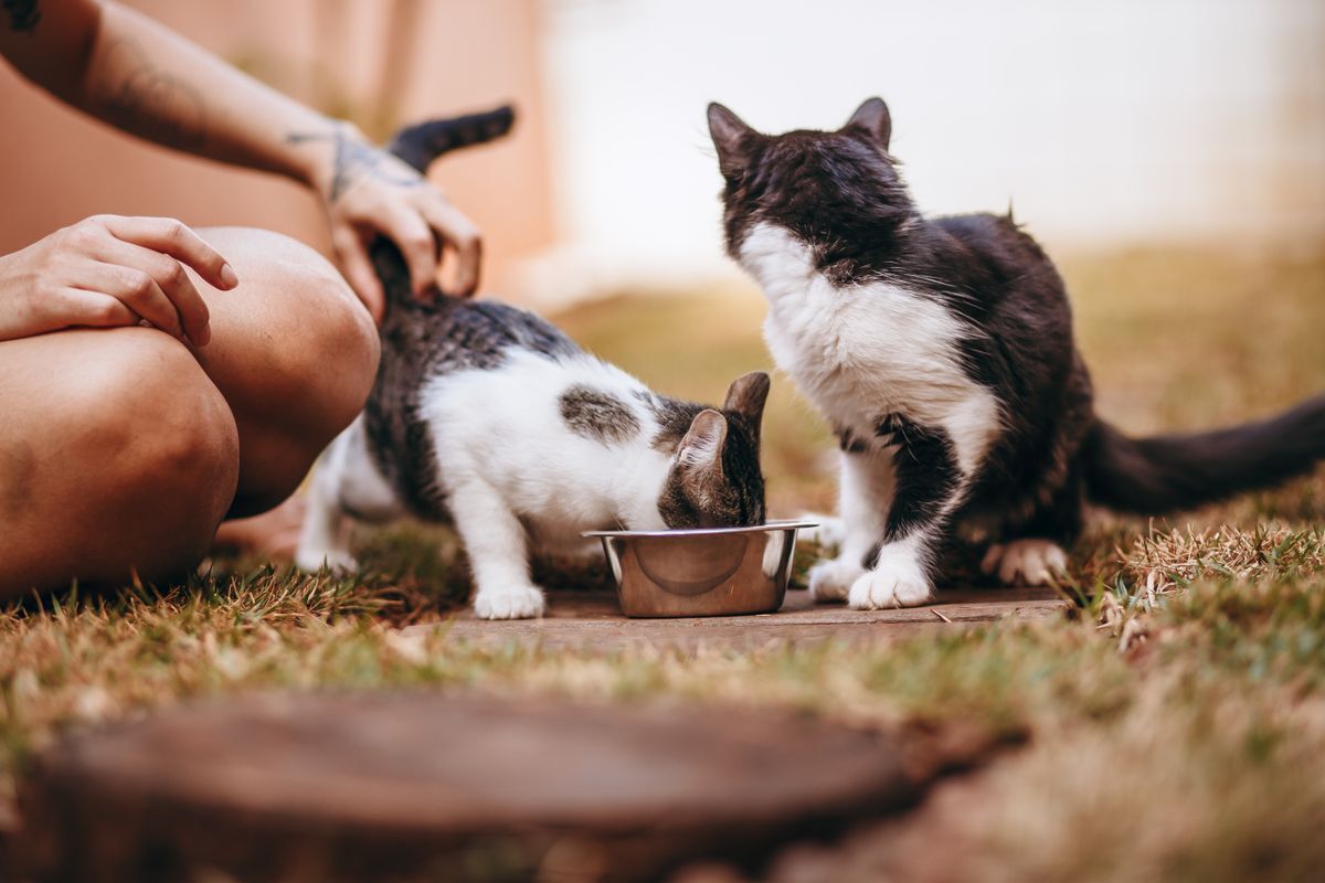 Dos gatos comiendo de un plato mientras una persona los acaricia suavemente