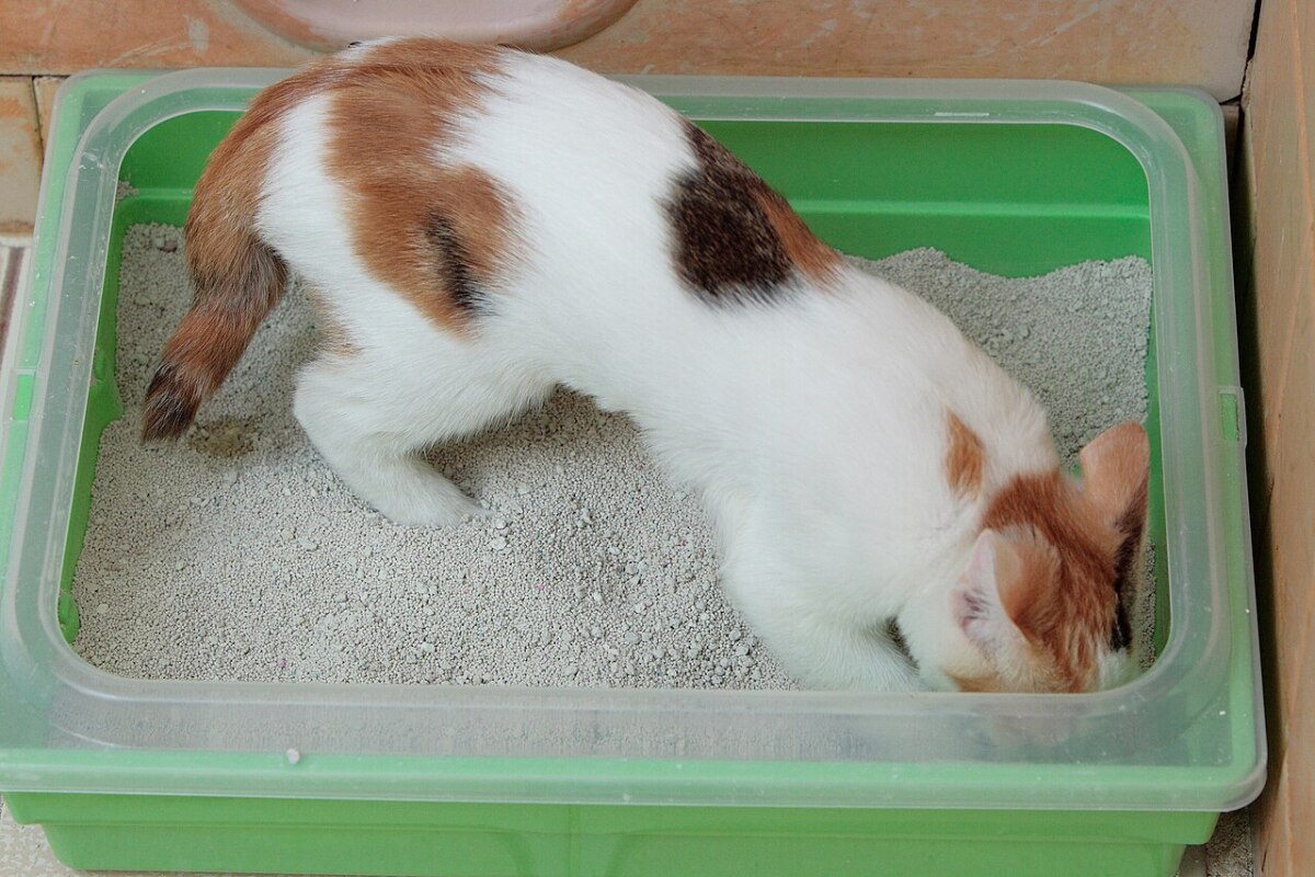 Gatito cálico explorando su arenero con arena aglomerante