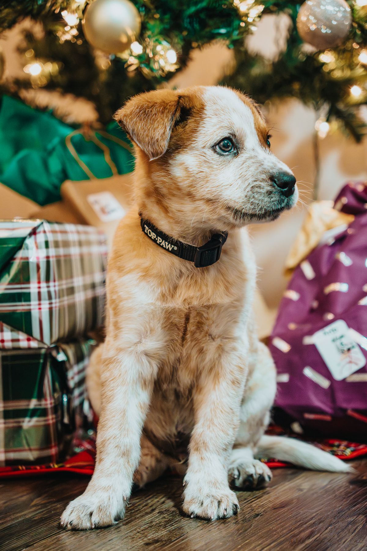 Regalar una mascota en Navidad: por qué es mala idea (y qué regalar en su lugar)