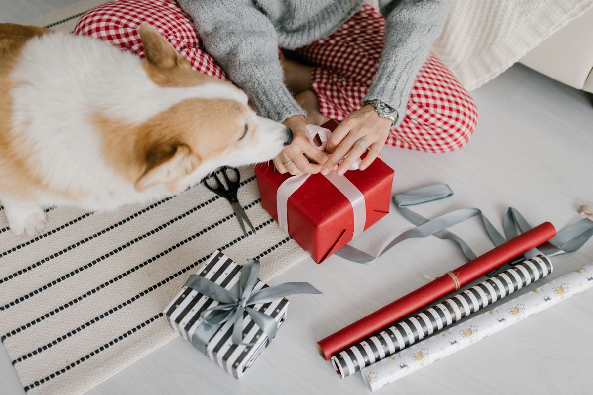 Persona envolviendo un regalo navideño mientras un corgi curioso se acerca