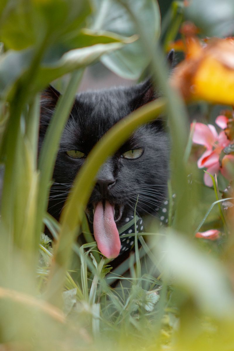 Gato negro juguetón sacando la lengua entre plantas, fotografiado en Bogotá