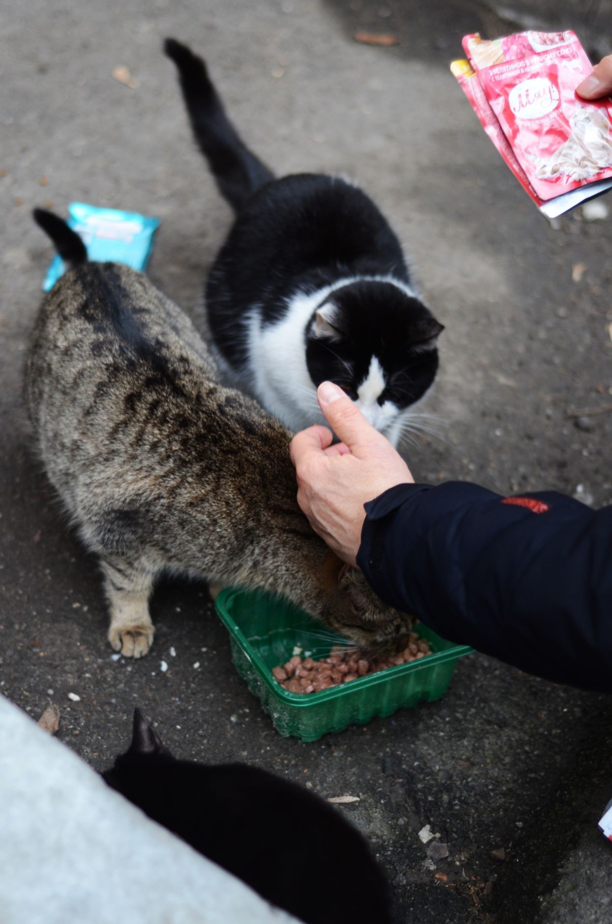Persona alimentando a gatos callejeros con alimento empaquetado al aire libre