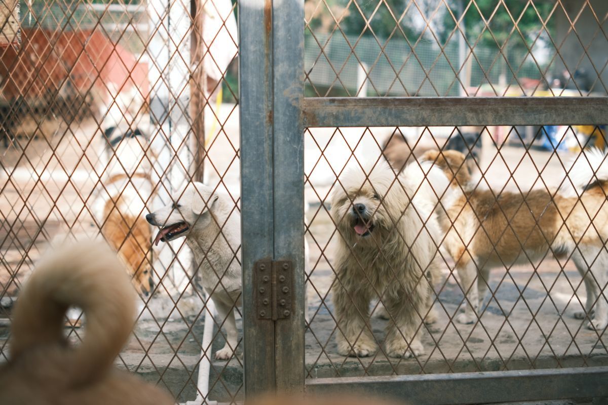 Perros mestizos detrás de la reja del patio de un refugio