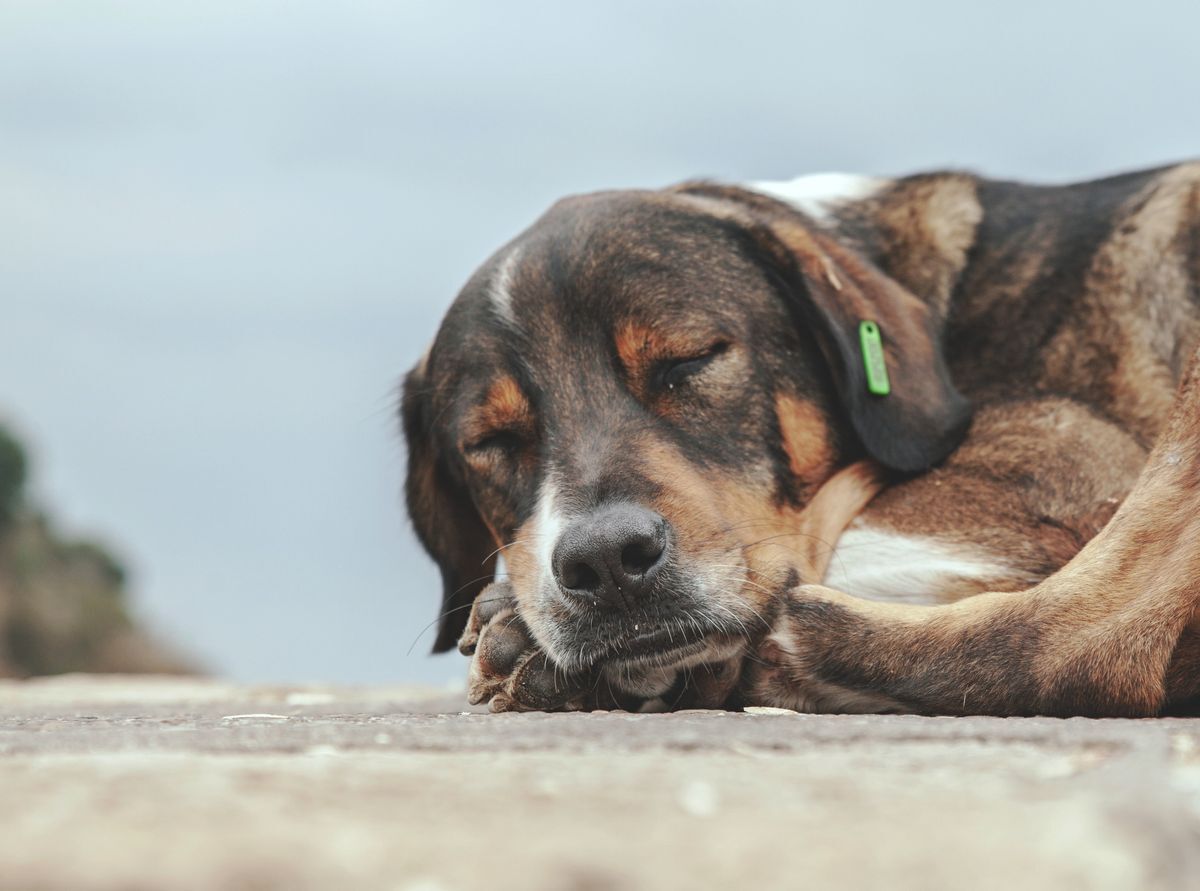 Perro adulto durmiendo enroscado, tranquilo y relajado