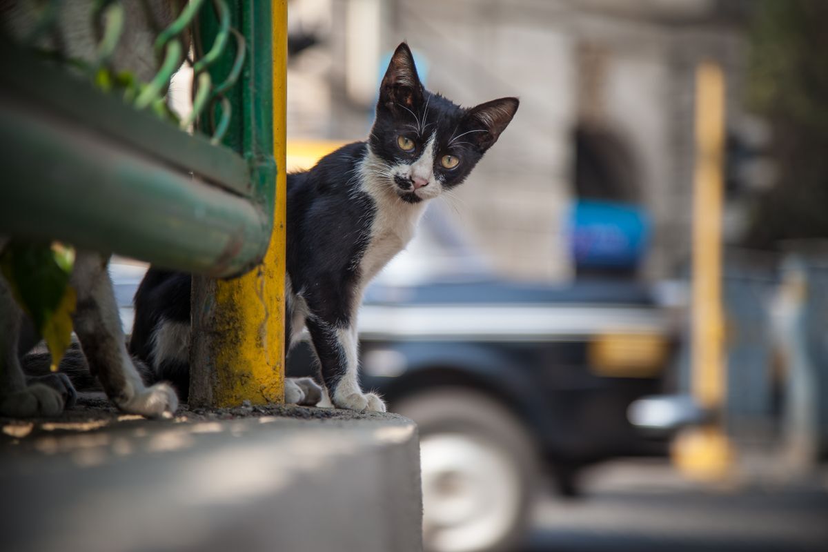 Gatos del Panteón Municipal de Puebla: piden cámaras y seguridad para protegerlos en Día de Muertos (2026)