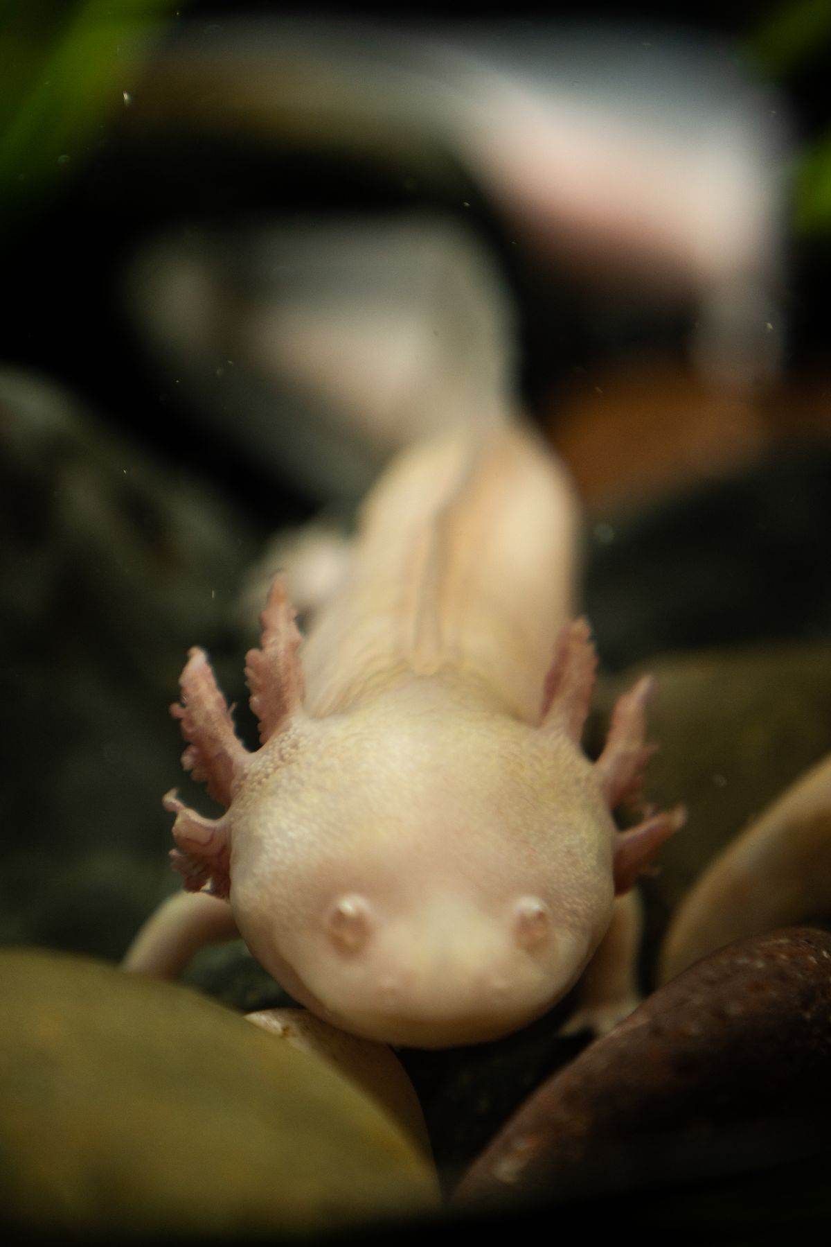 Primer plano del rostro de un ajolote albino
