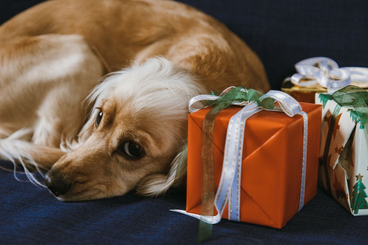 Perro dorado descansando en casa junto a regalos navideños