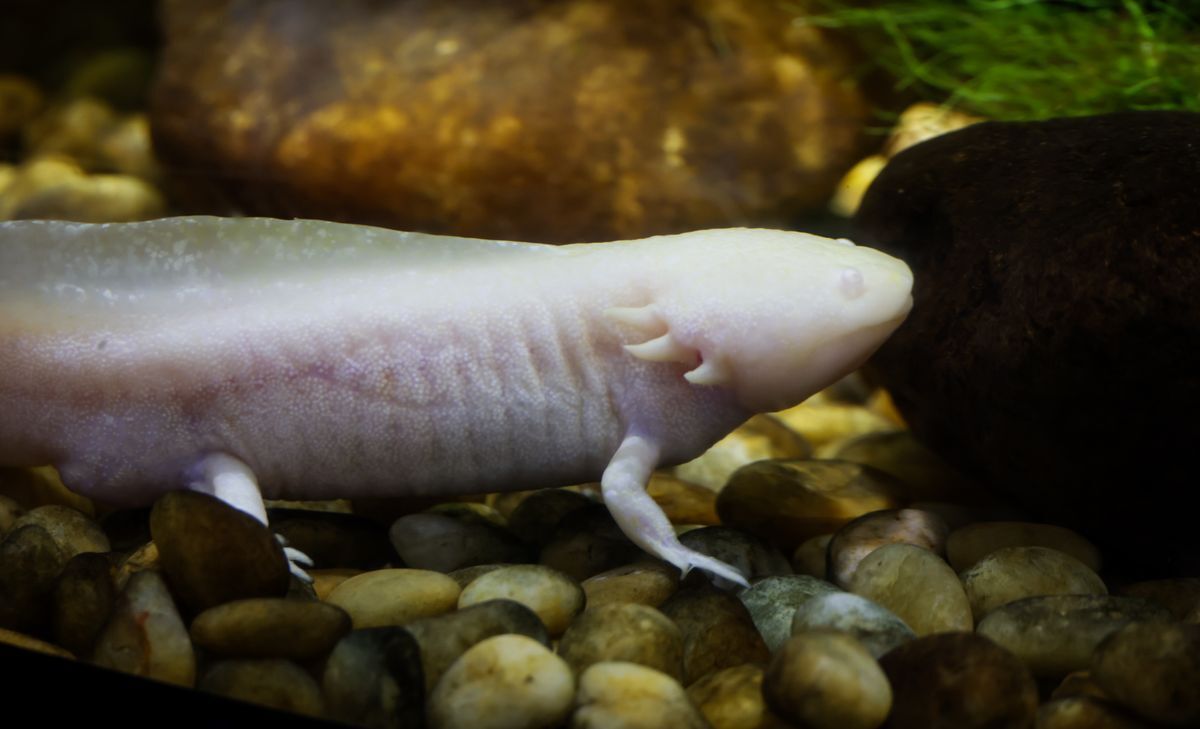 Ajolote albino de perfil nadando entre piedras