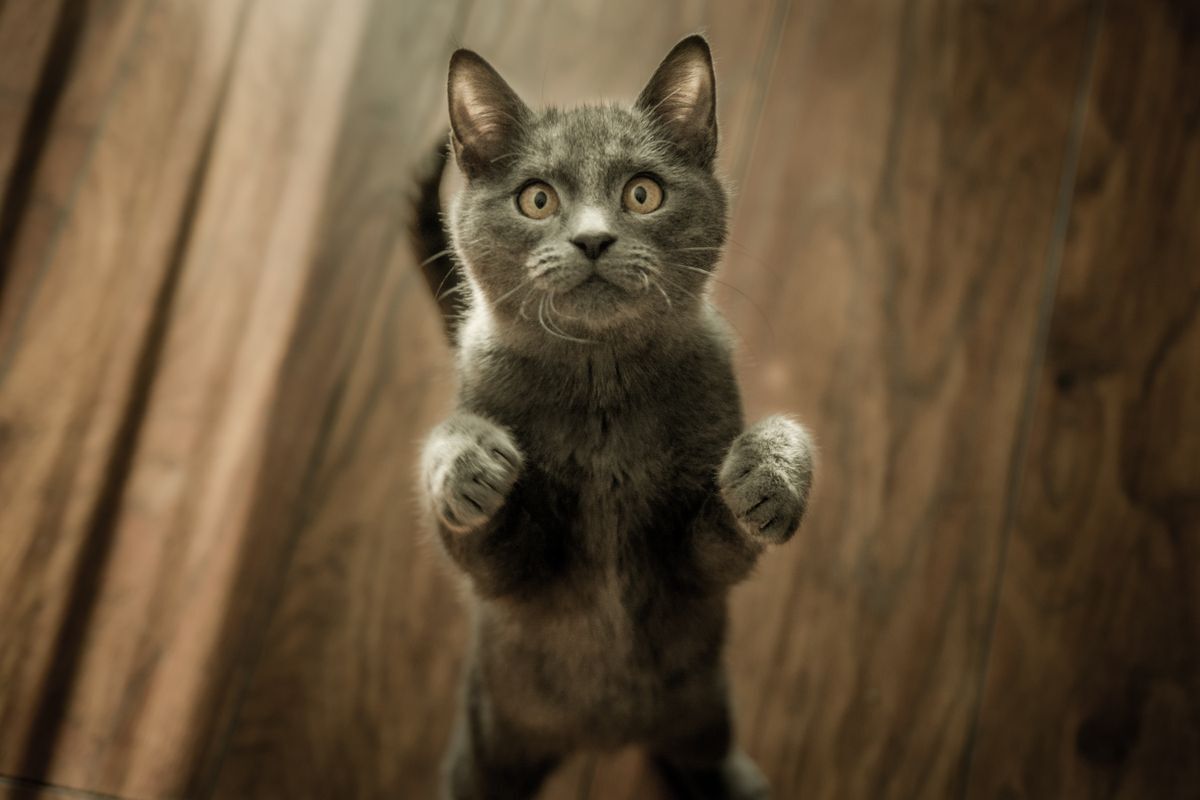 Gatito gris alerta de pie mirando a cámara, atento a su entorno