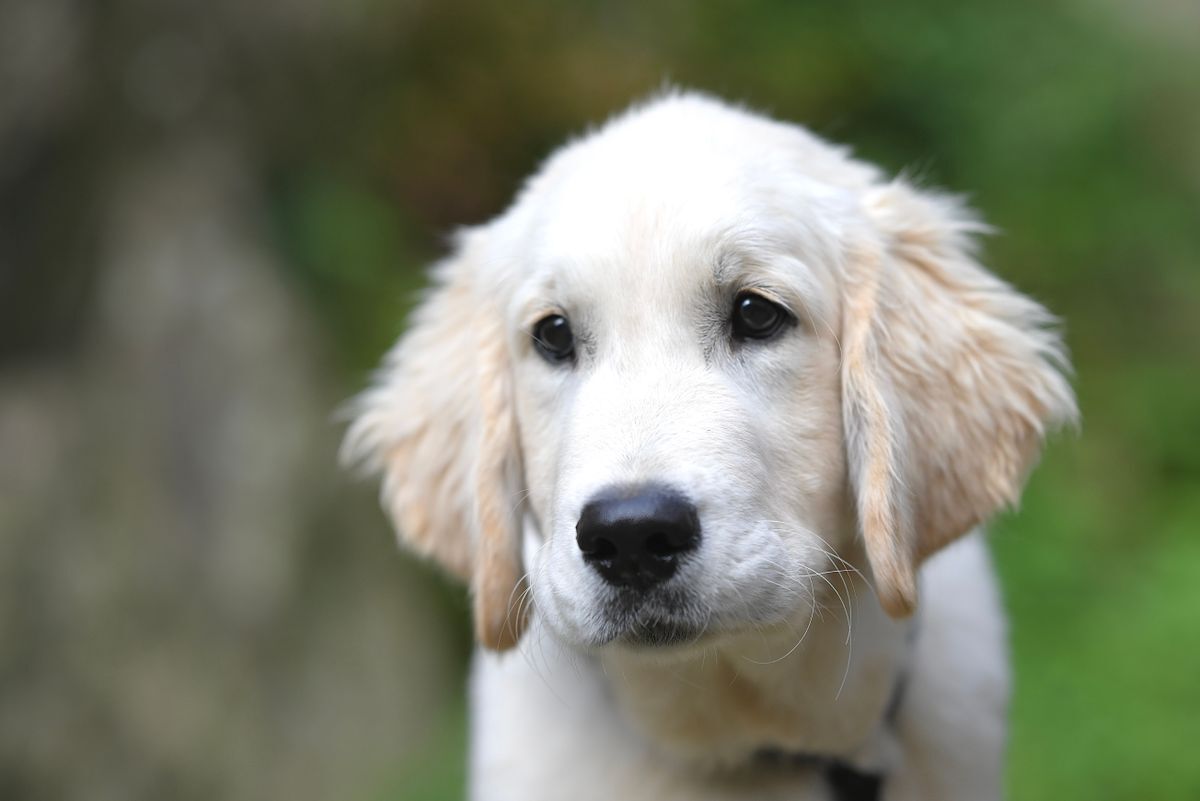 Cachorro blanco mirando a cámara con curiosidad