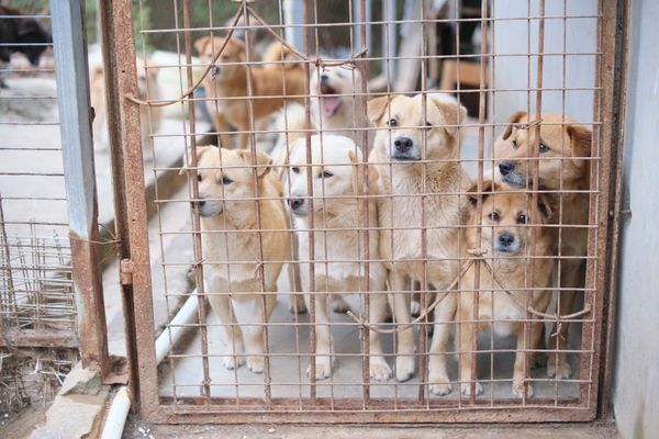 Varios perros mestizos esperando detrás de la reja de un albergue