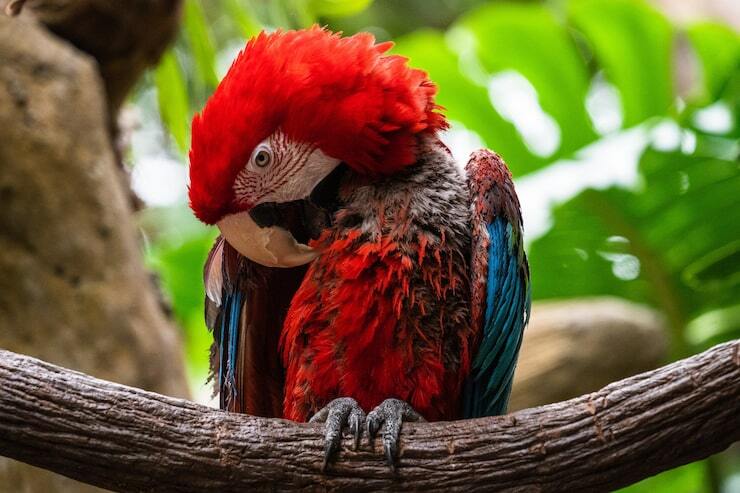 Guacamayo rojo acicalándose sobre una rama entre hojas verdes