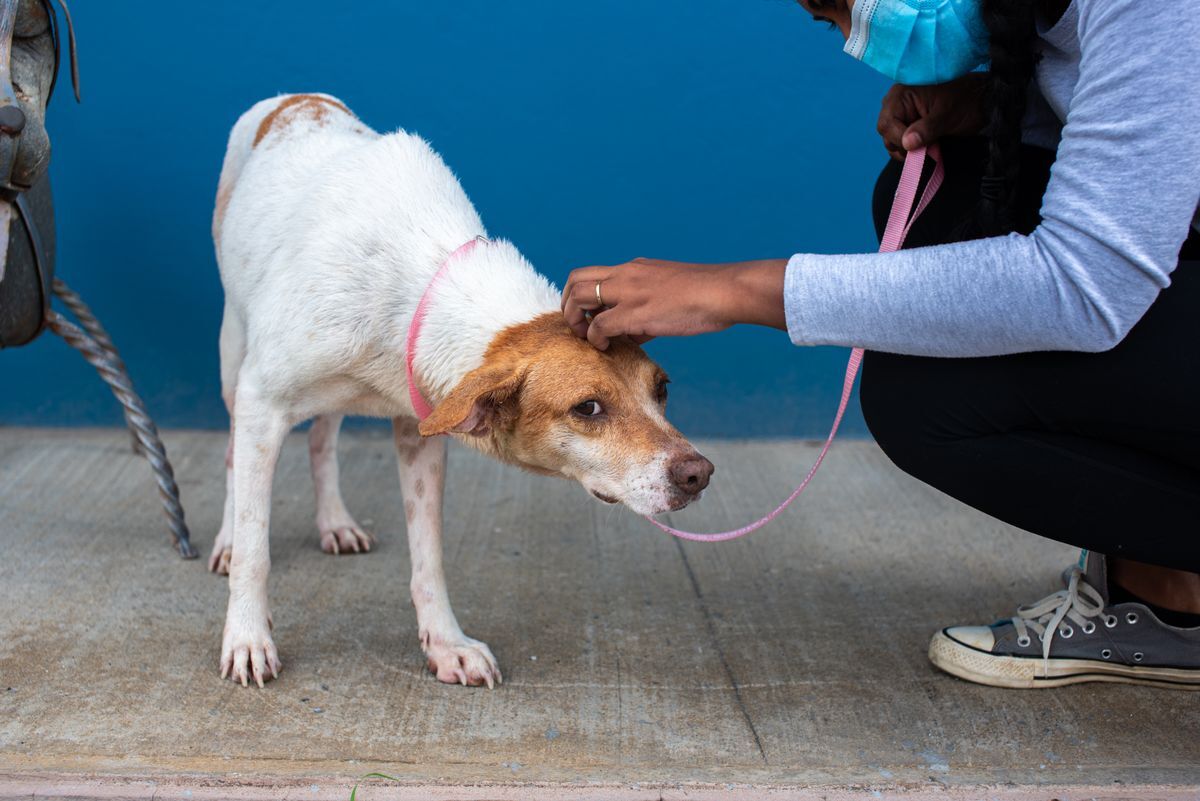 Cuidadora acariciando a un perro rescatado tímido