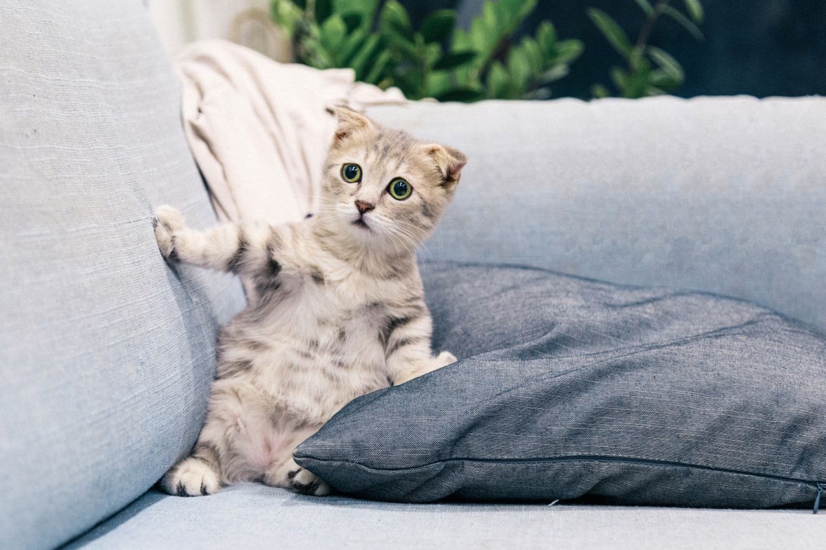 Gatito claro explorando un sofá dentro de casa durante su adaptación