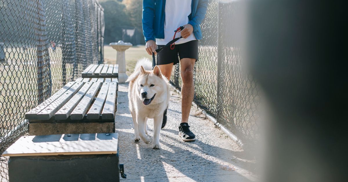 Dueño paseando a su perro adoptado con correa durante un paseo de rutina