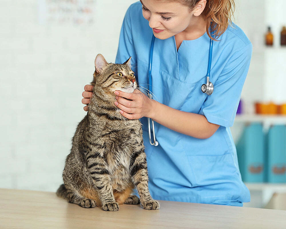 Veterinaria examinando a un gato atigrado en una clínica