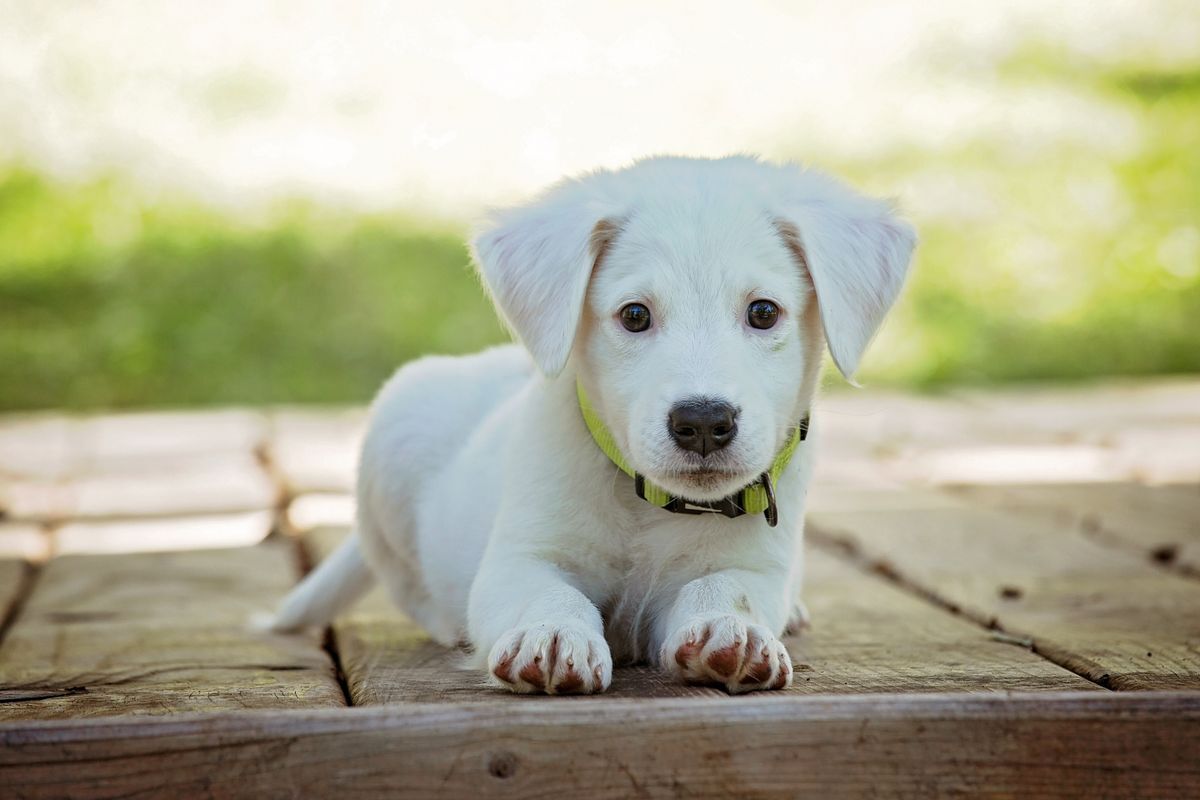 Cachorro blanco con collar verde acostado esperando un hogar