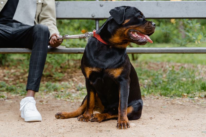 Rottweiler con correa sentado junto a su dueña en una banca del parque