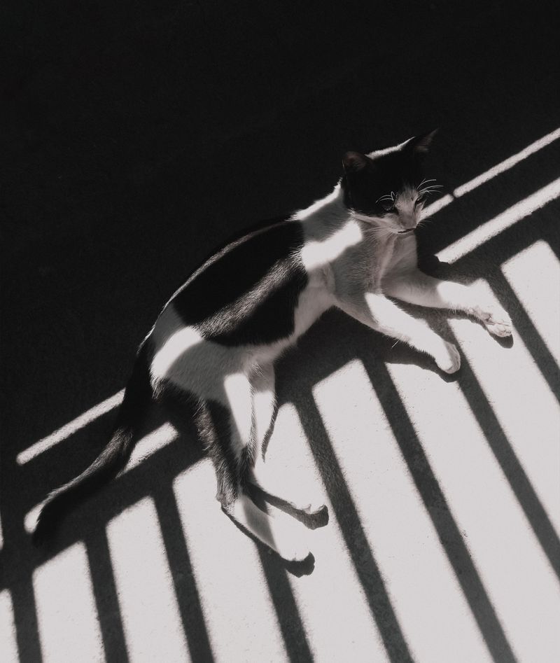 Gato blanco y negro descansando entre sombras dramáticas de luz