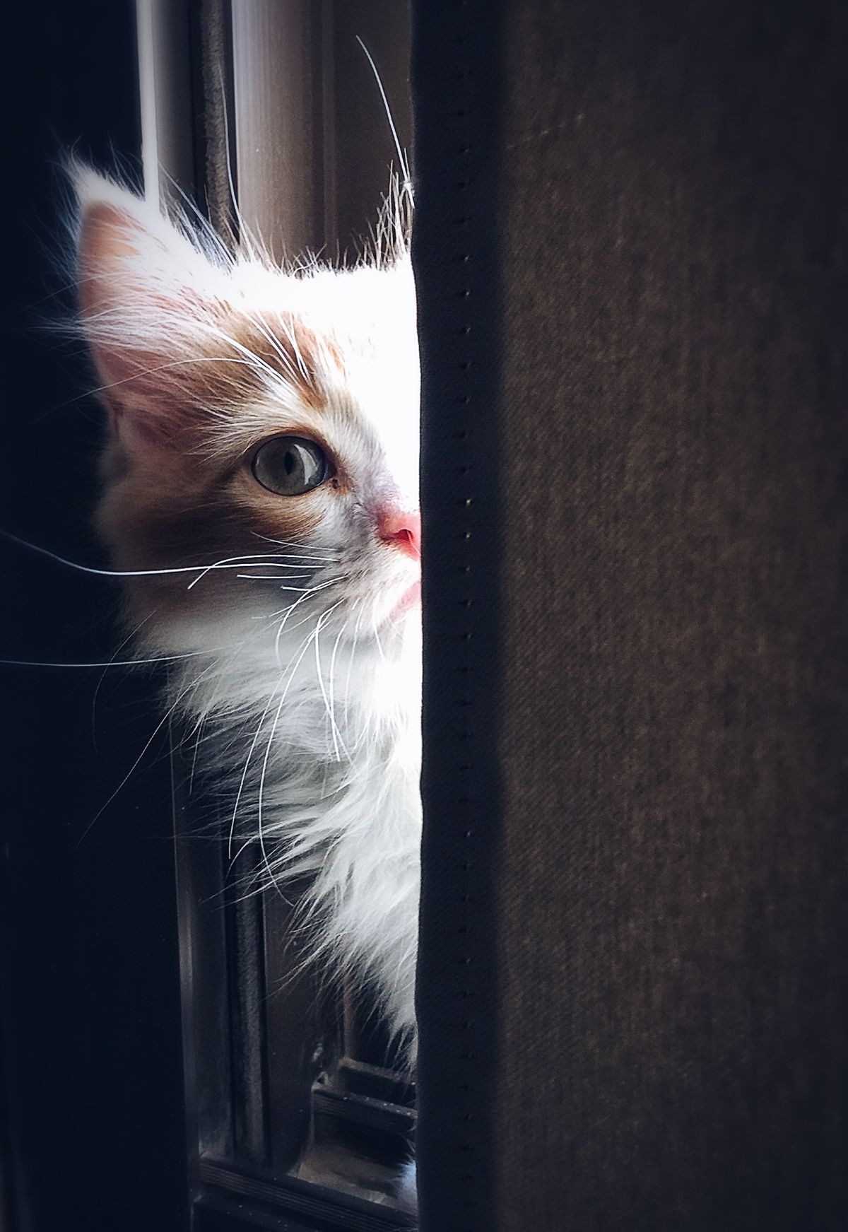 Primeros días con un gato adoptado: la regla 3-3-3 y cómo ayudarlo a sentirse en casa