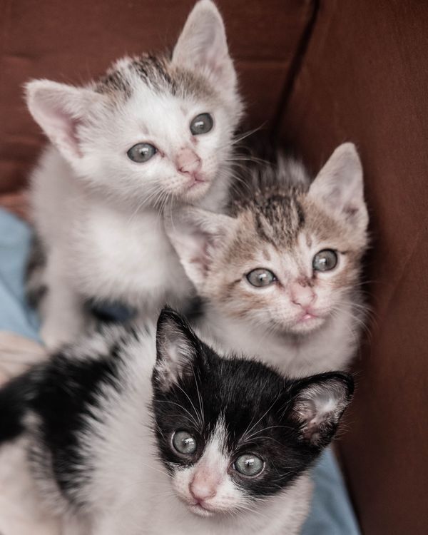 Tres gatitos en adopción mirando a cámara desde una caja