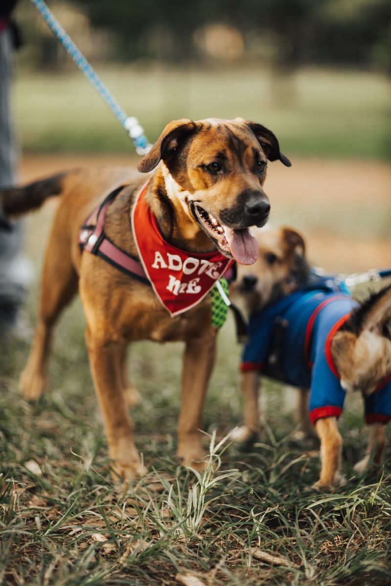 Perros en una jornada de adopción al aire libre, uno con pañoleta de adopción