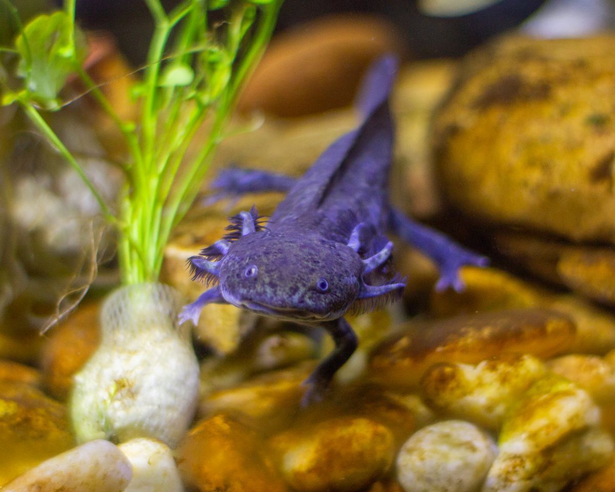 Ajolote oscuro entre plantas acuáticas en su pecera