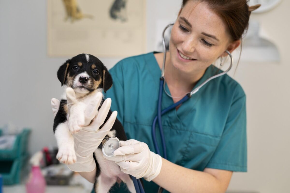 Veterinaria examinando a un cachorro con un estetoscopio en una revisión de salud