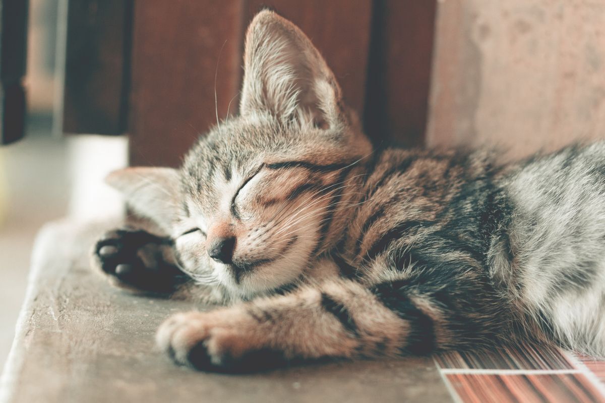 Gatito atigrado durmiendo tranquilo dentro de casa