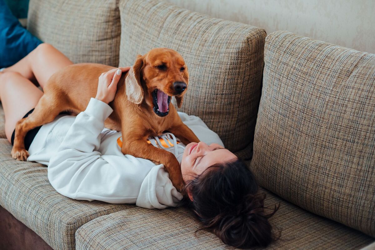 Perro adoptado descansando tranquilo junto a su dueña en el sofá de su nuevo hogar