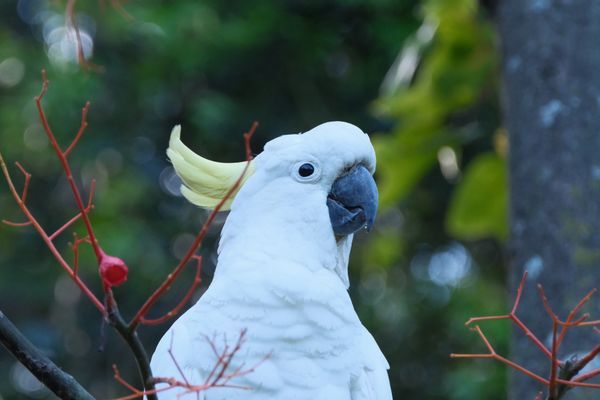 Cacatúa blanca de cresta amarilla en primer plano entre ramas