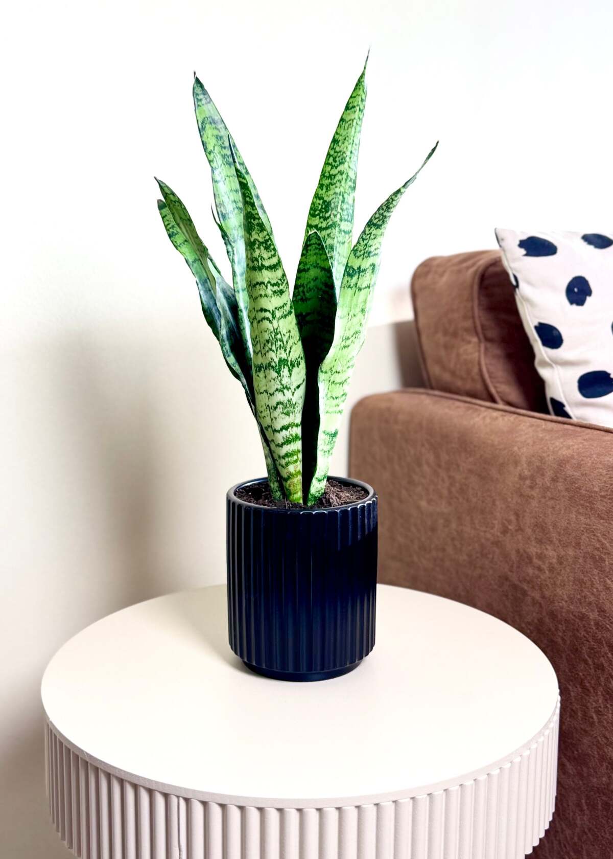 Planta lengua de suegra en maceta, una planta de interior común tóxica para los gatos
