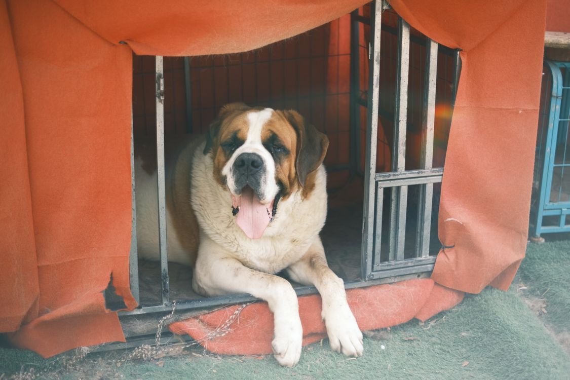 Más de 200 perros y gatos buscan hogar en el Santuario Mily de Mexicali: cómo adoptar (2026)