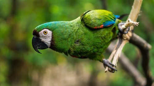 Guacamayo verde en primer plano entre la vegetación