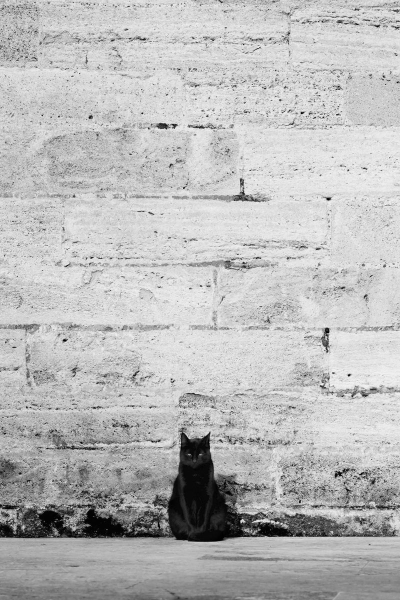 Gato negro sentado solo junto a un muro de piedra