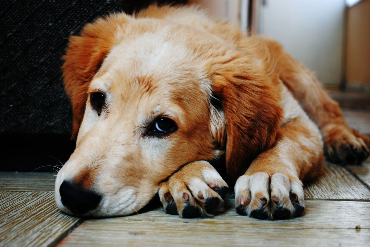 Cachorro dorado descansando dentro de casa sobre el piso