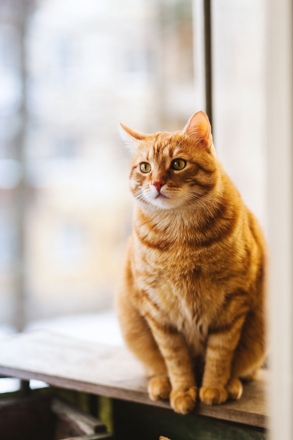 Razas de gatos para apartamento: cuáles se adaptan de verdad (y cuáles van a sufrir)