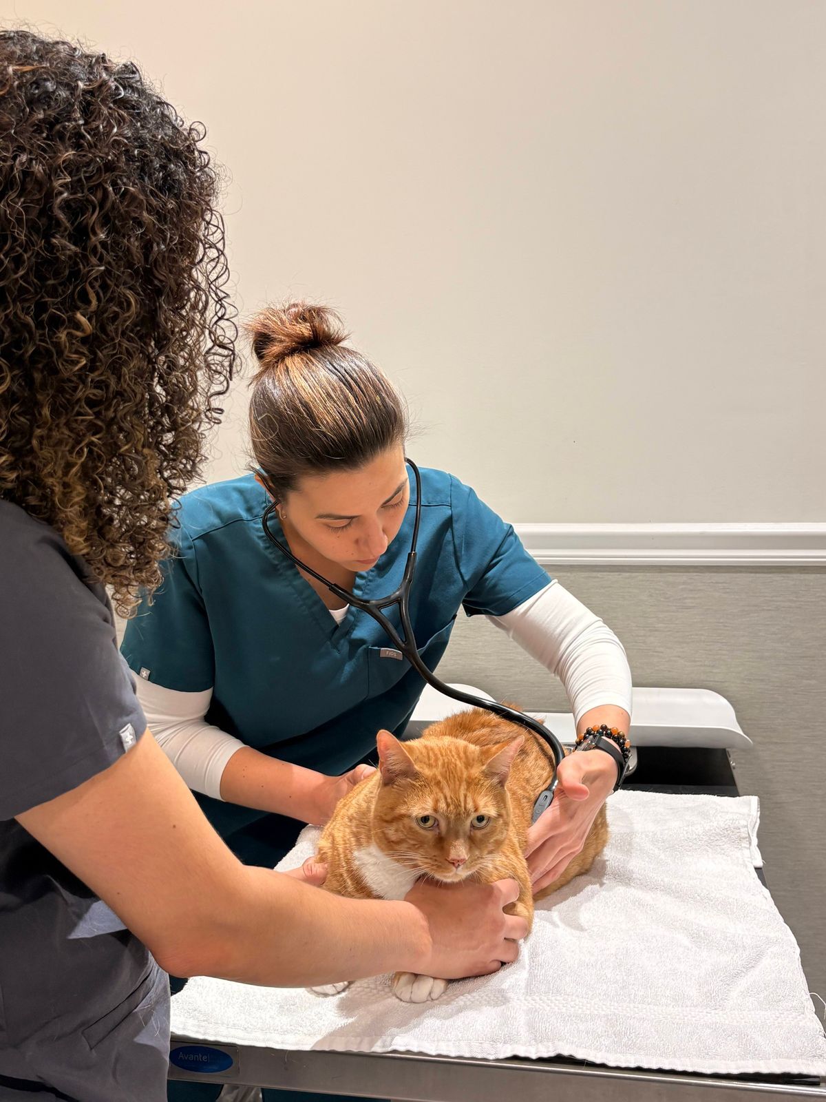 Veterinaria examinando a un gato naranja con estetoscopio en una clínica