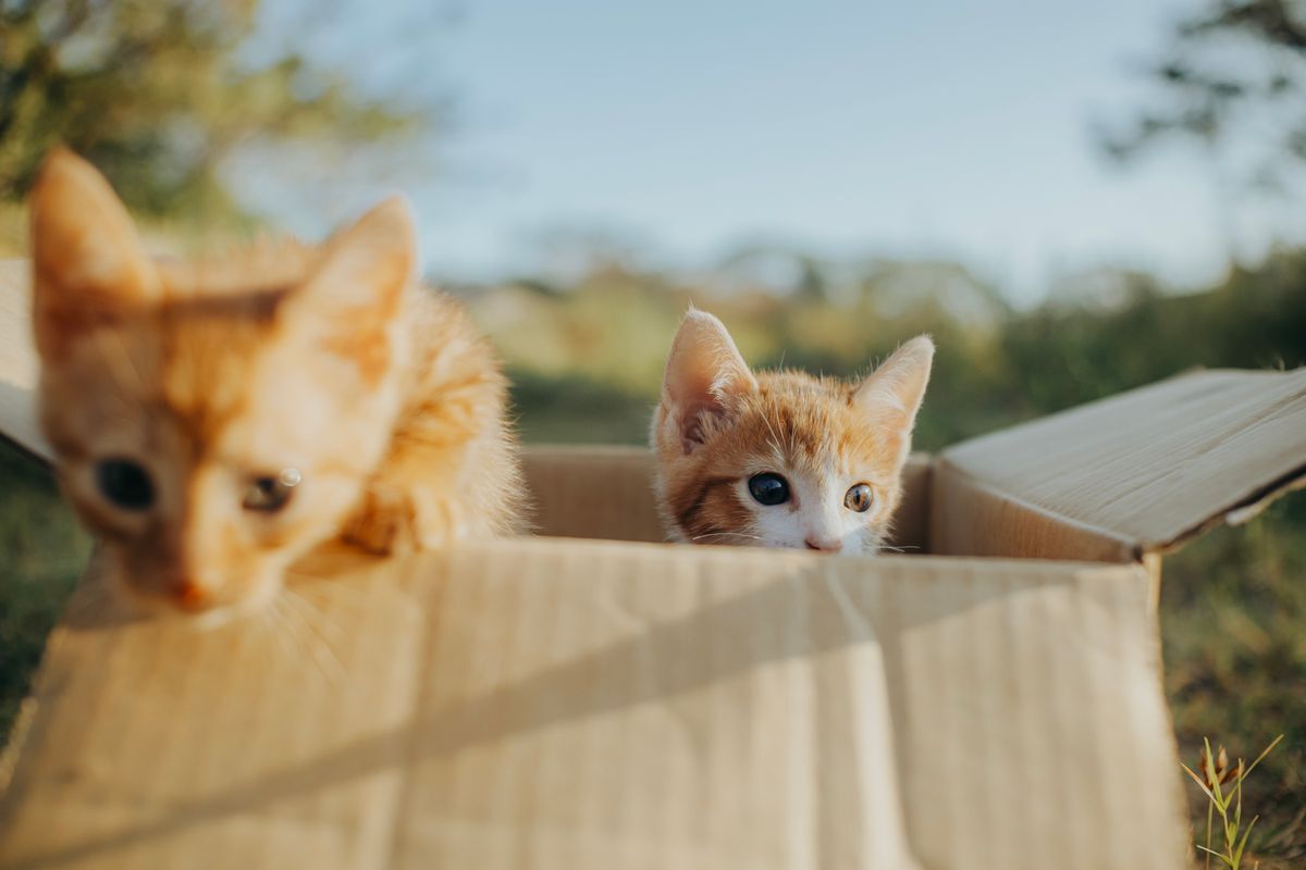 Dos gatitos recién llegados a su nuevo hogar dentro de una caja de cartón