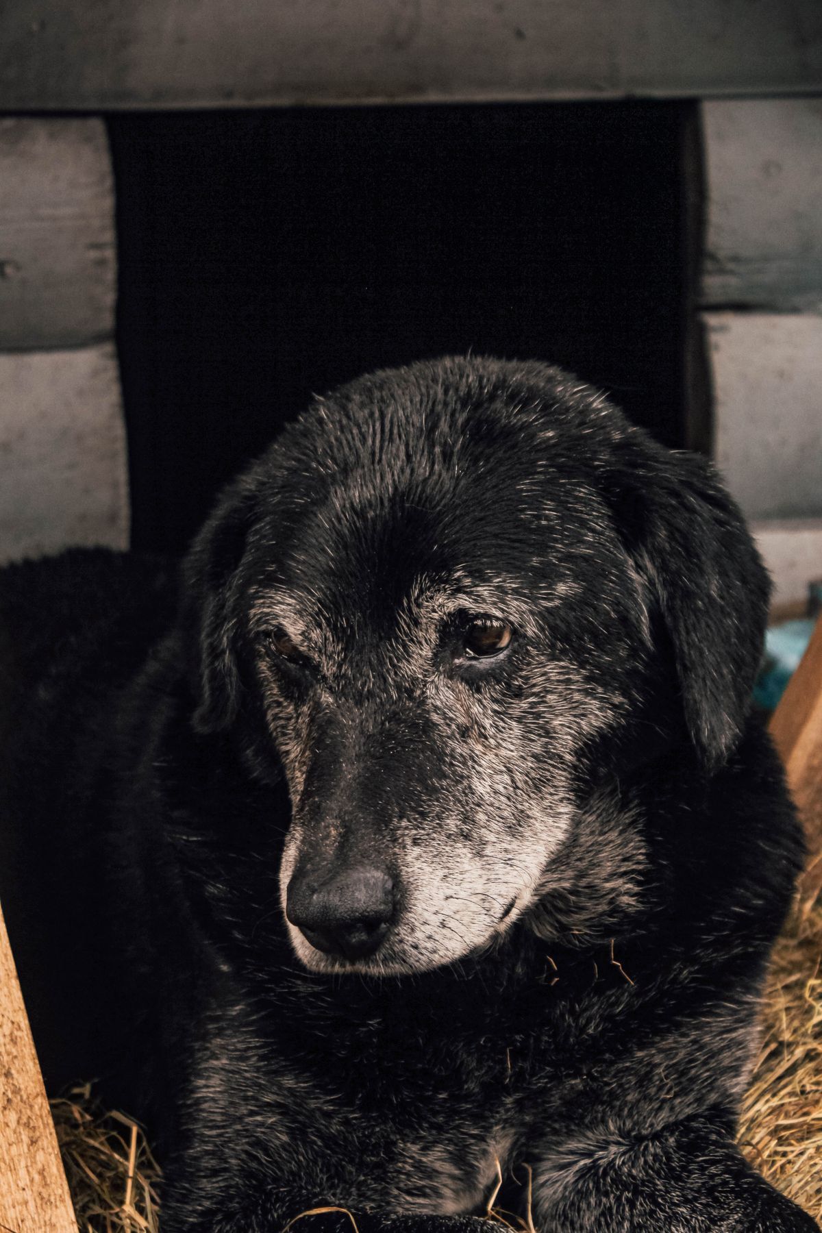 Perro negro mayor de hocico canoso descansando en una caseta de madera