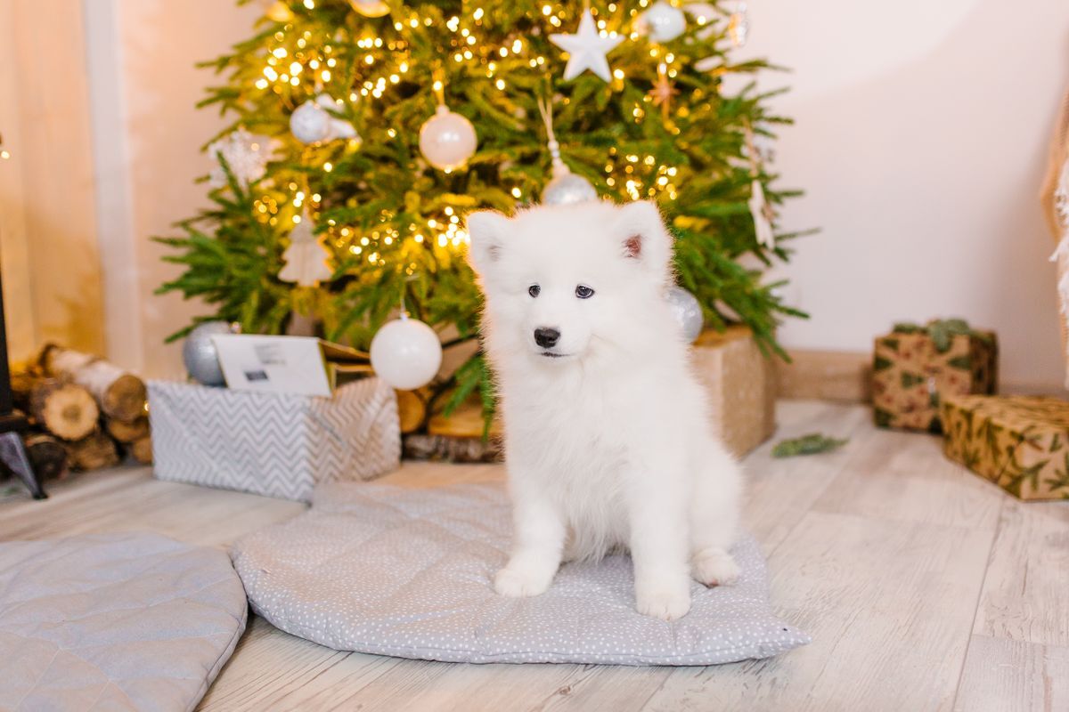 Cachorro blanco junto a un árbol de Navidad decorado con luces